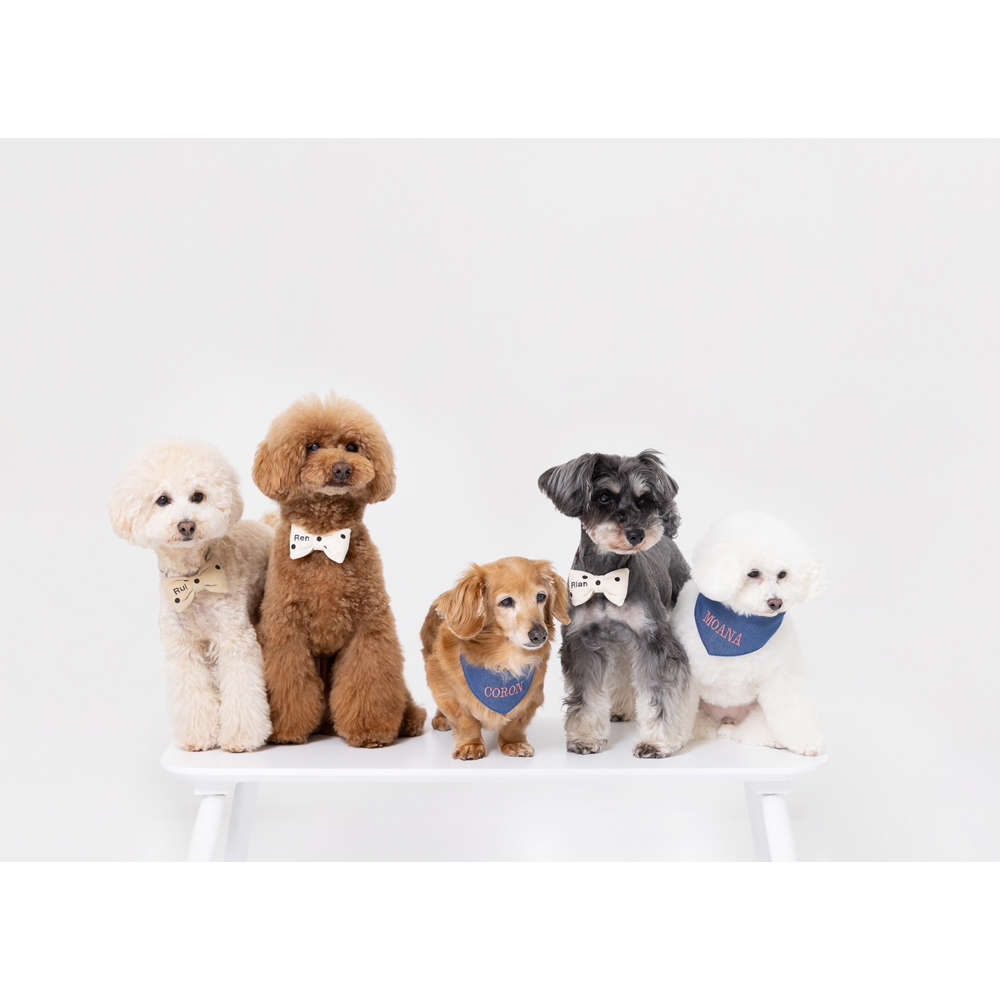 卒業犬のモアナちゃんとりあんちゃんの近況♪